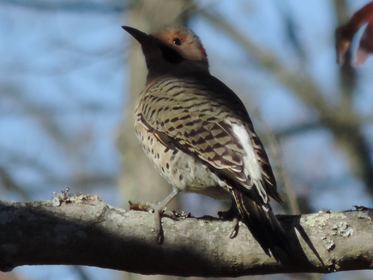 Northern Flicker - Rich Brown