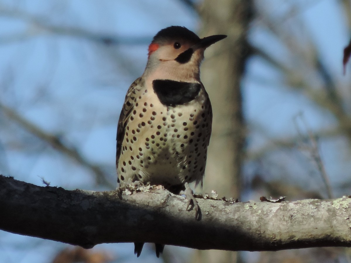 Northern Flicker - ML280861861