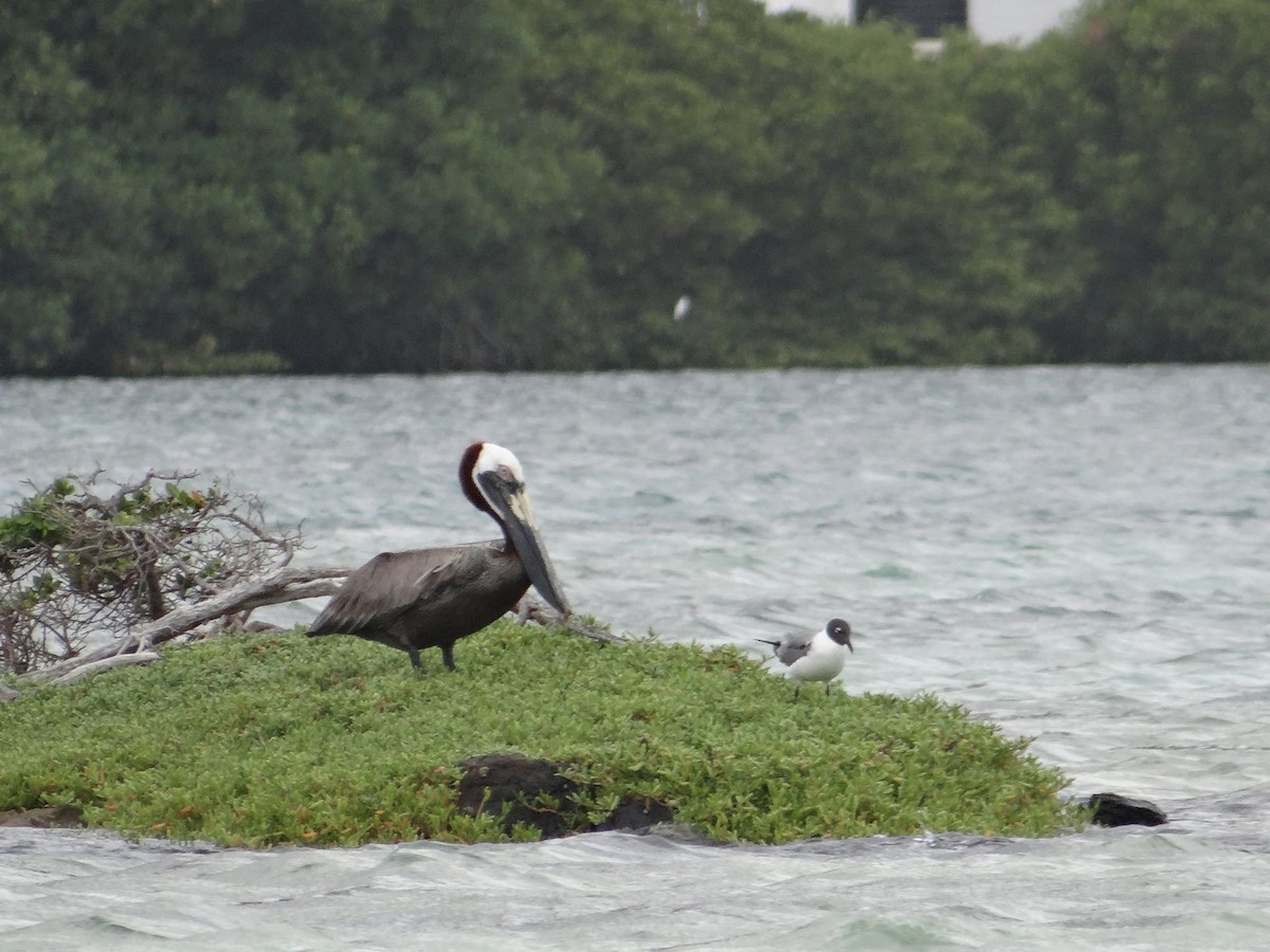 Brown Pelican - Sustainable  Grenadines