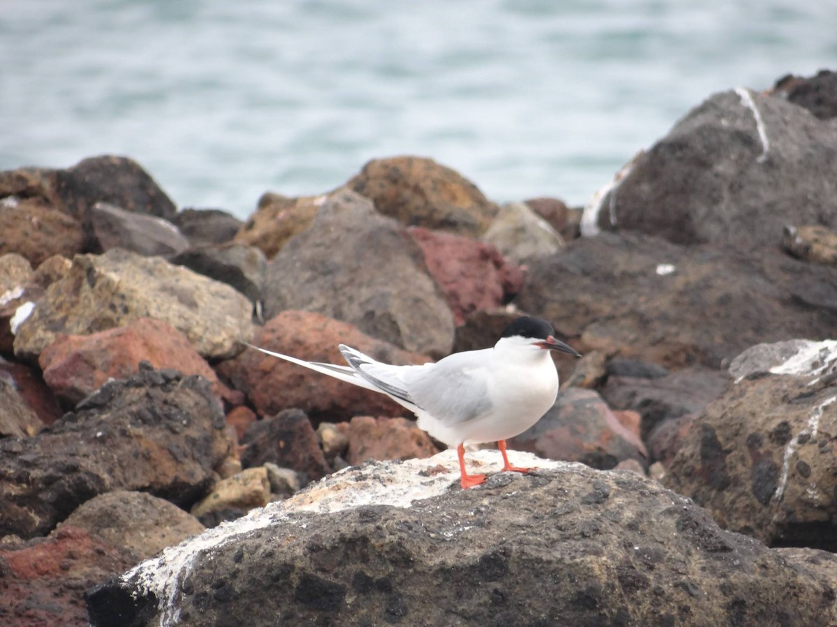 Roseate Tern - ML28086431