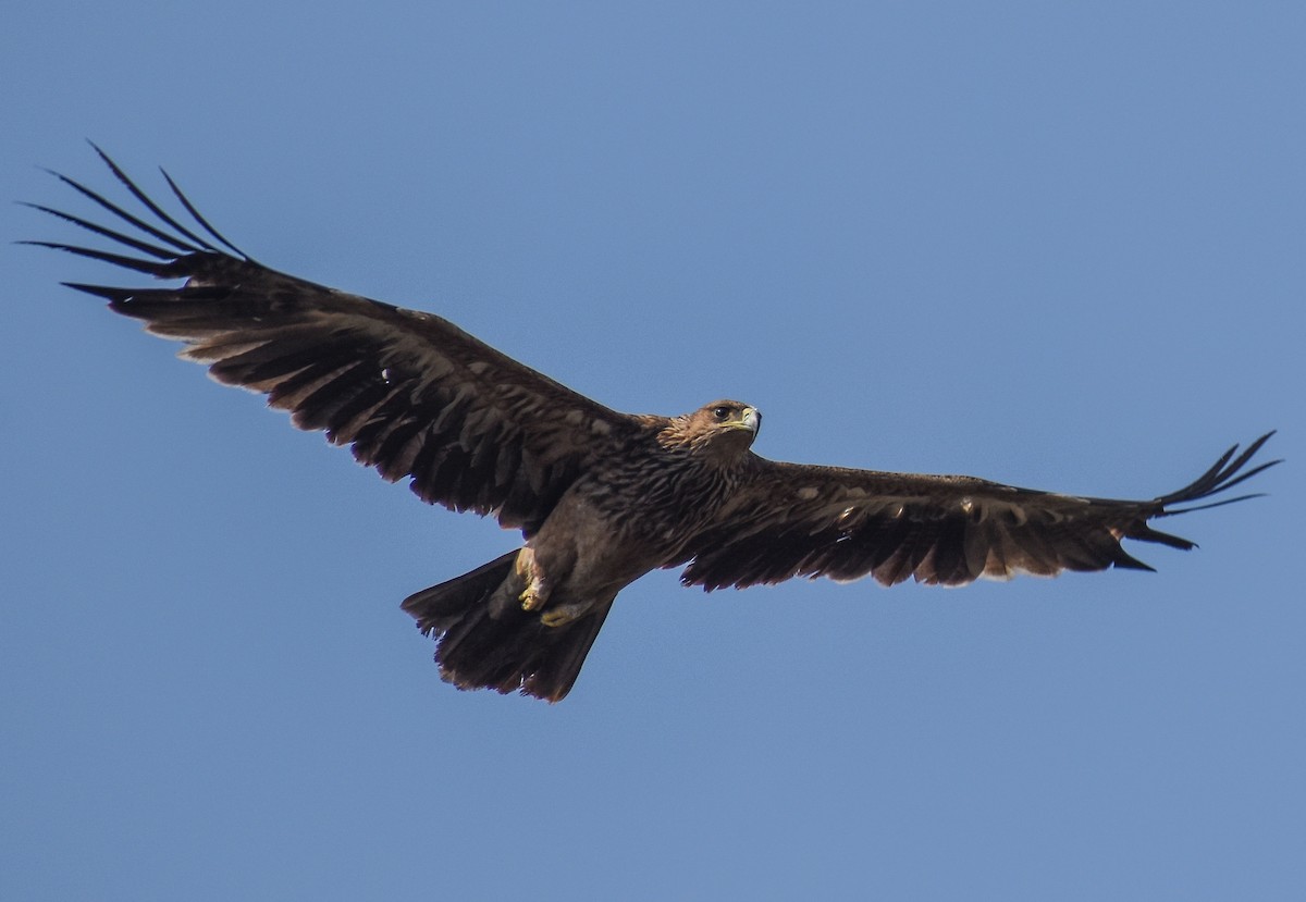 Imperial Eagle - Omkar Damle