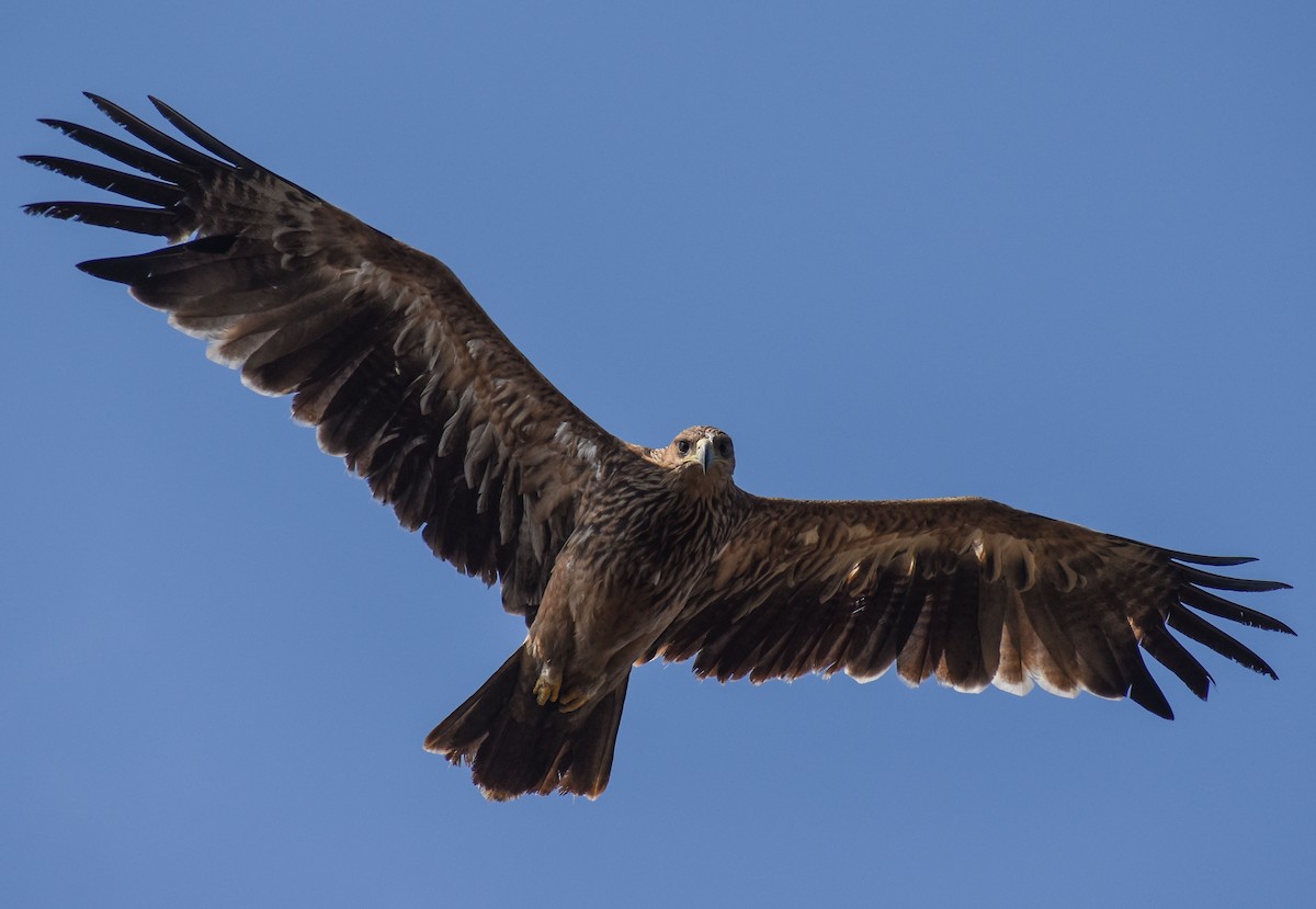 Imperial Eagle - Omkar Damle