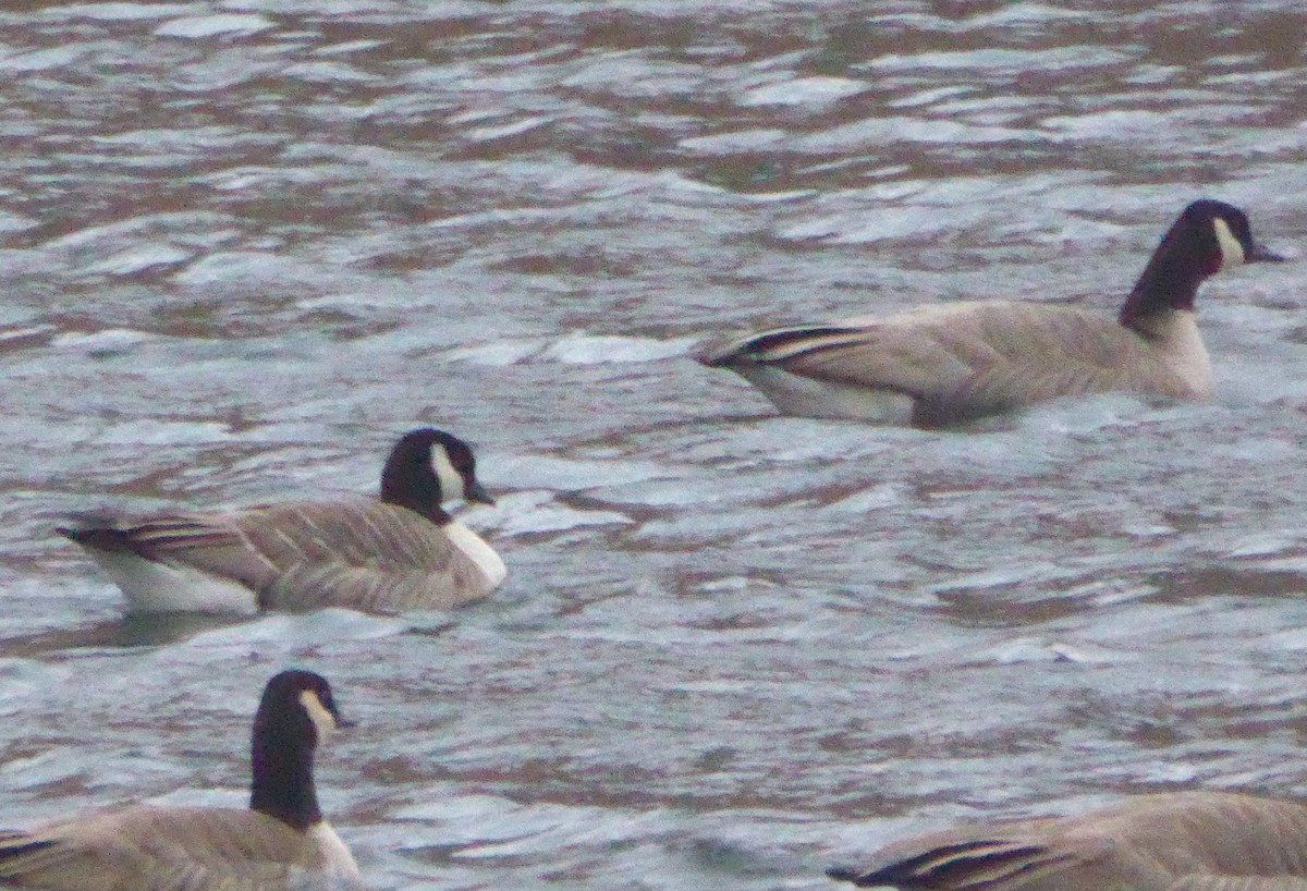 Cackling Goose - ML280867291