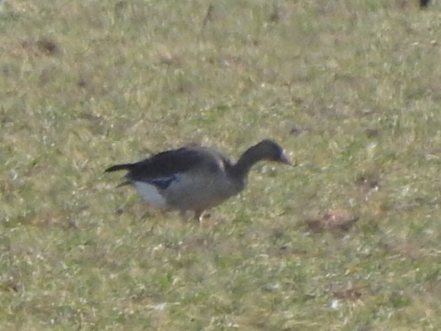 Greater White-fronted Goose - Quinn Diaz