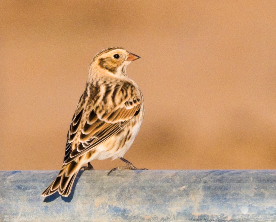 Lapland Longspur - ML280868571