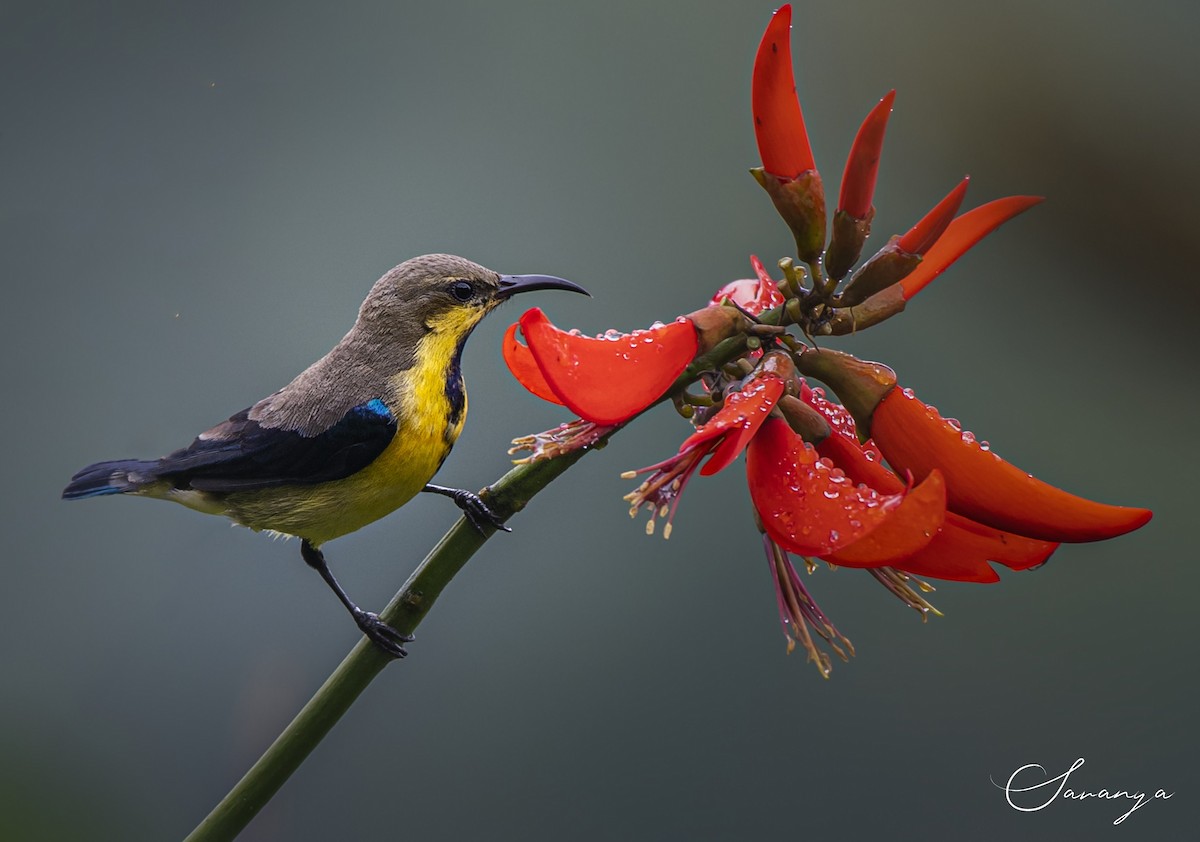 Purple Sunbird - ML280868651