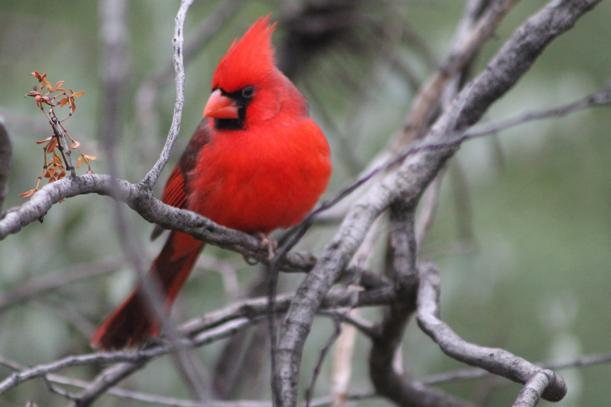 Cardenal Norteño - ML280869711