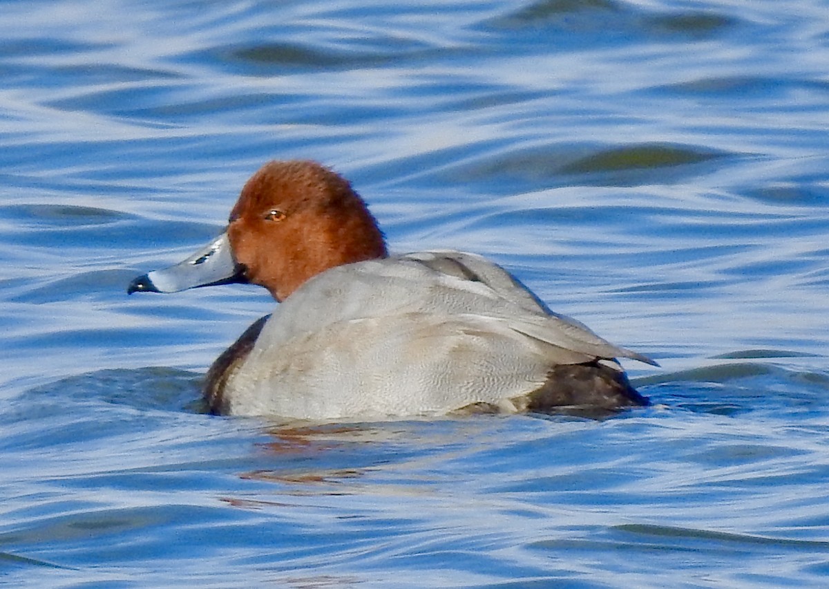 Redhead - ML280869881