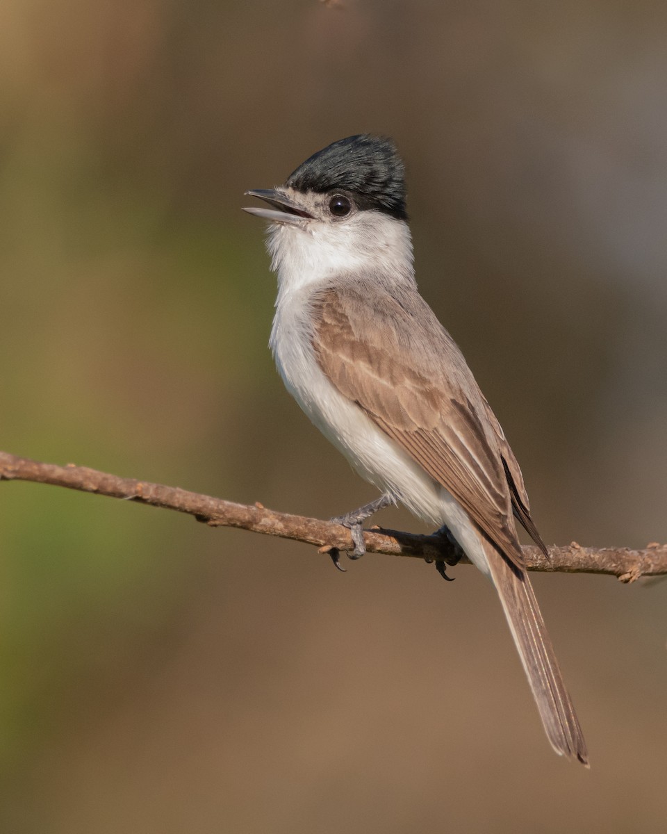 White-naped Xenopsaris - ML280871021