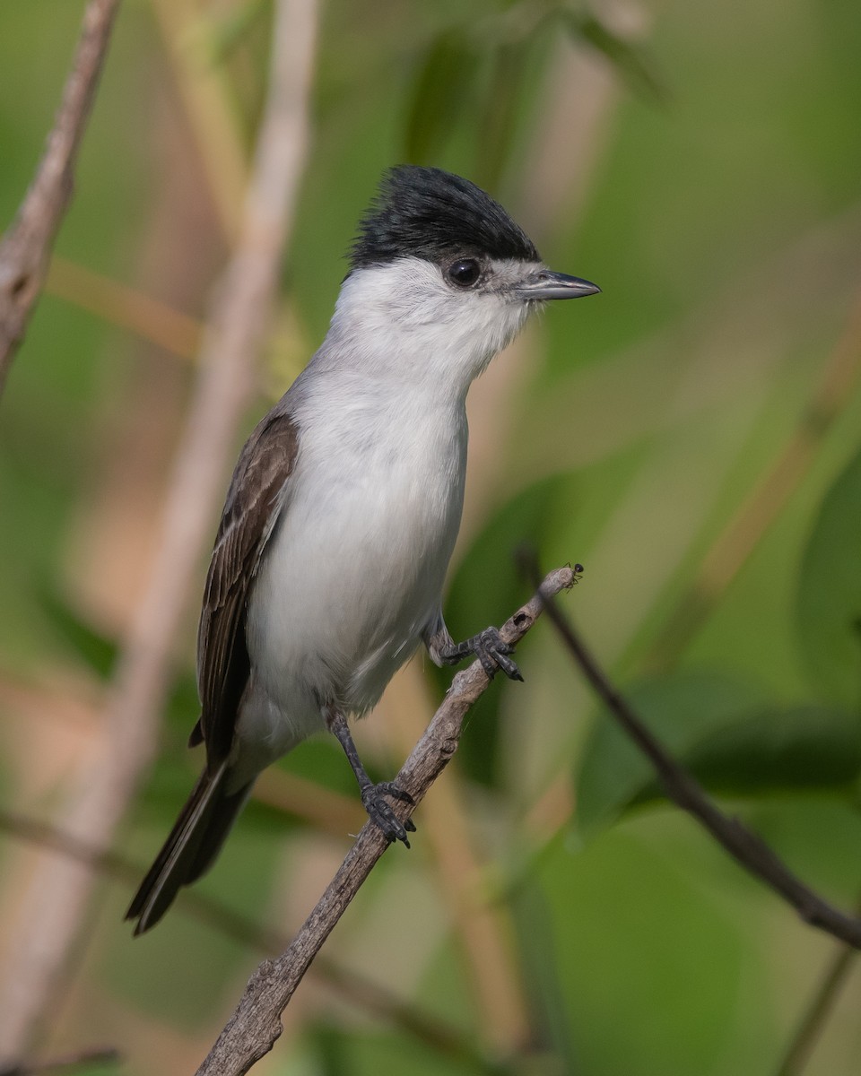 White-naped Xenopsaris - ML280871031