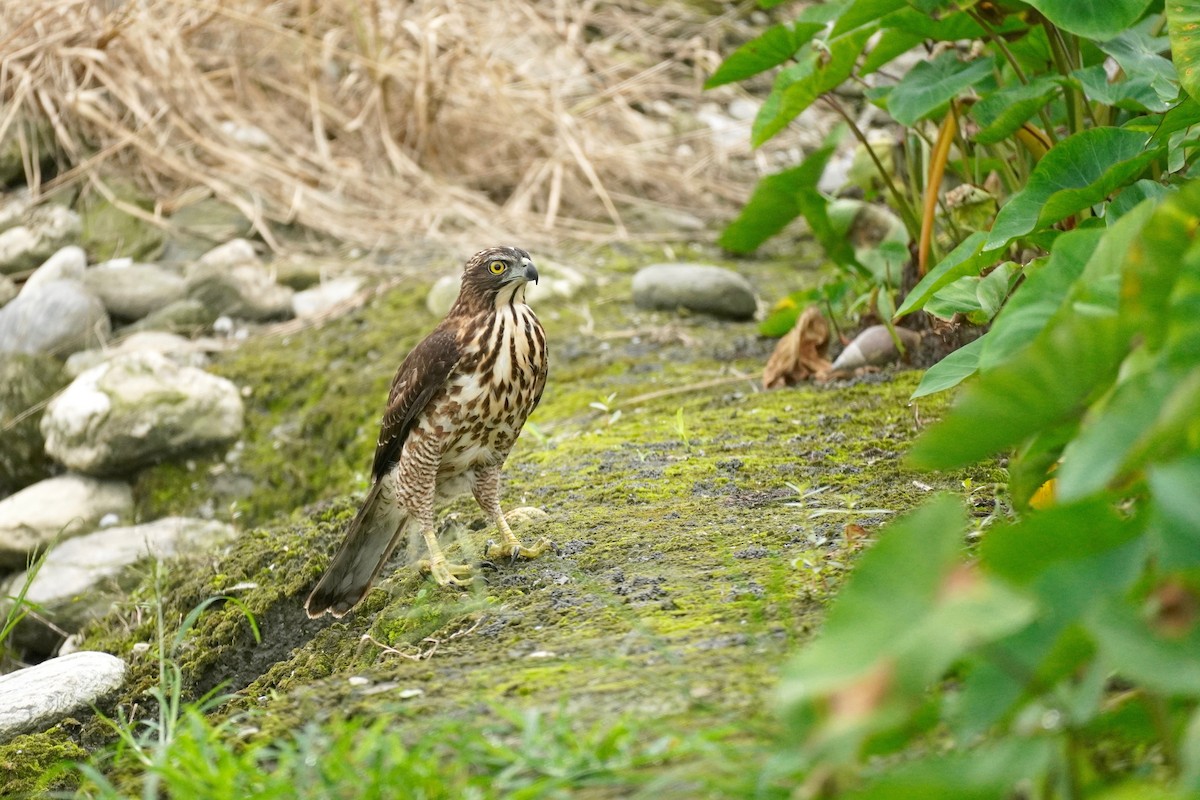 Crested Goshawk - ML280871511