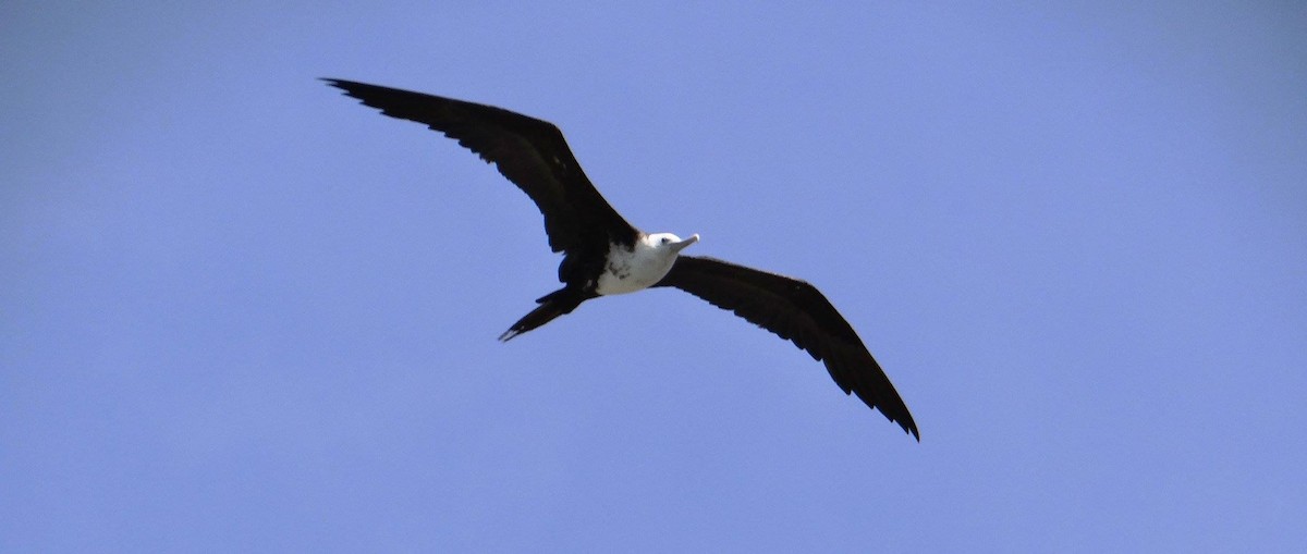 Magnificent Frigatebird - Sustainable  Grenadines