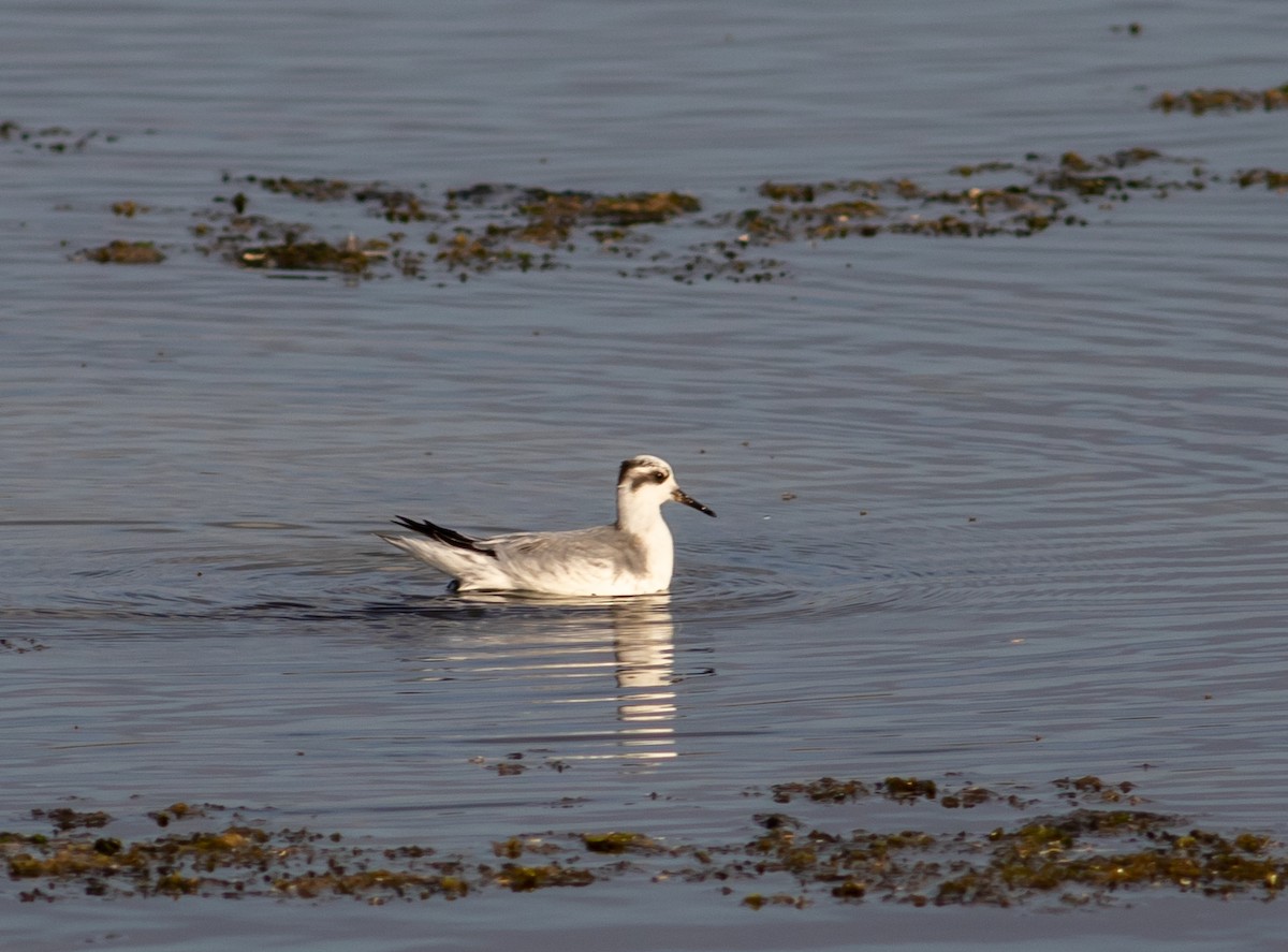 Phalarope à bec large - ML280875491