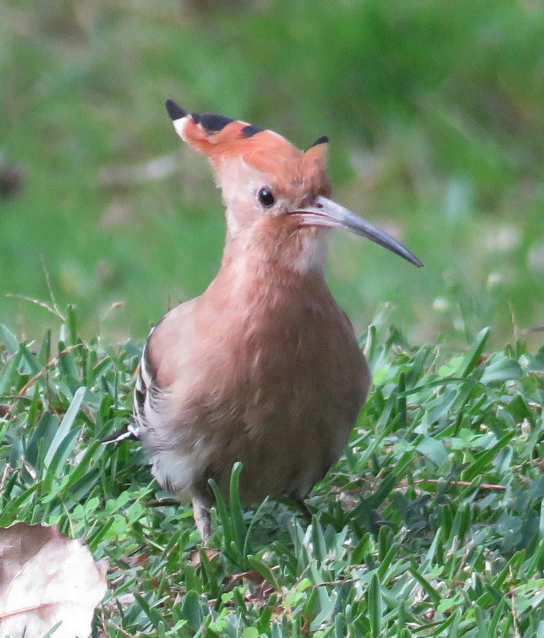 Eurasian Hoopoe - ML280876291