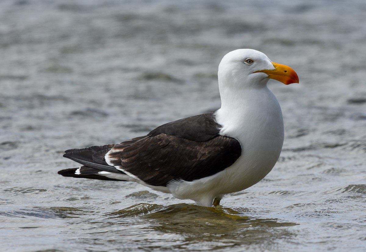 Pacific Gull - Bruce Wedderburn