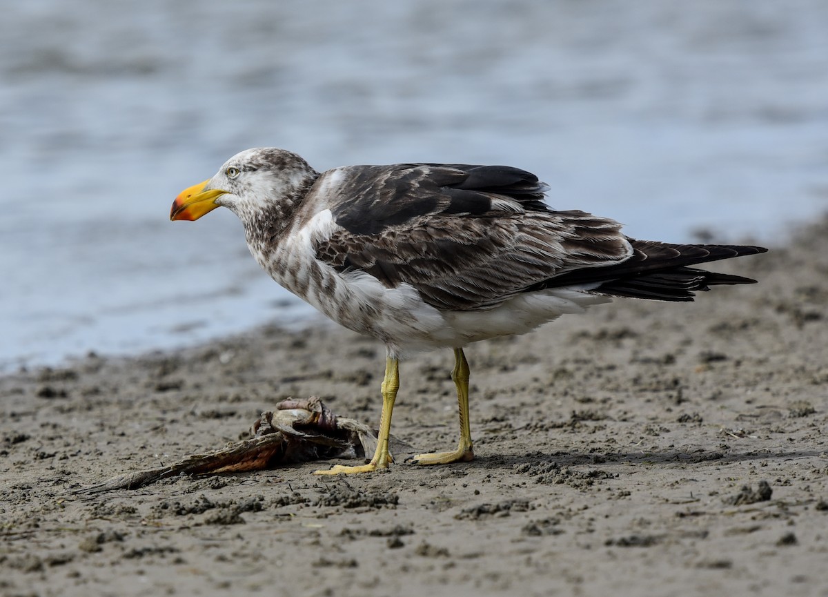Pacific Gull - Bruce Wedderburn