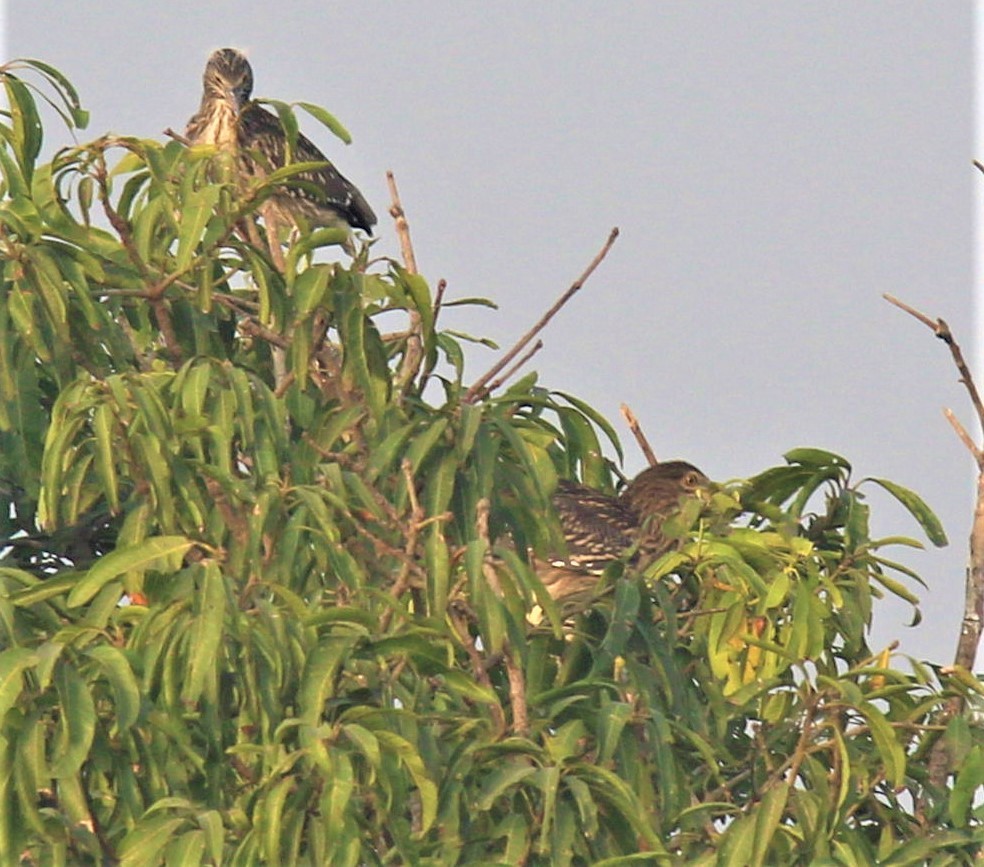 Black-crowned Night Heron - Ajay Sarvagnam