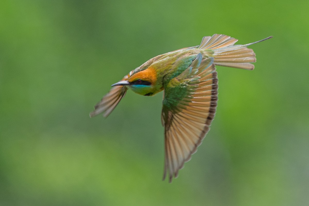 Asian Green Bee-eater - ML280877641
