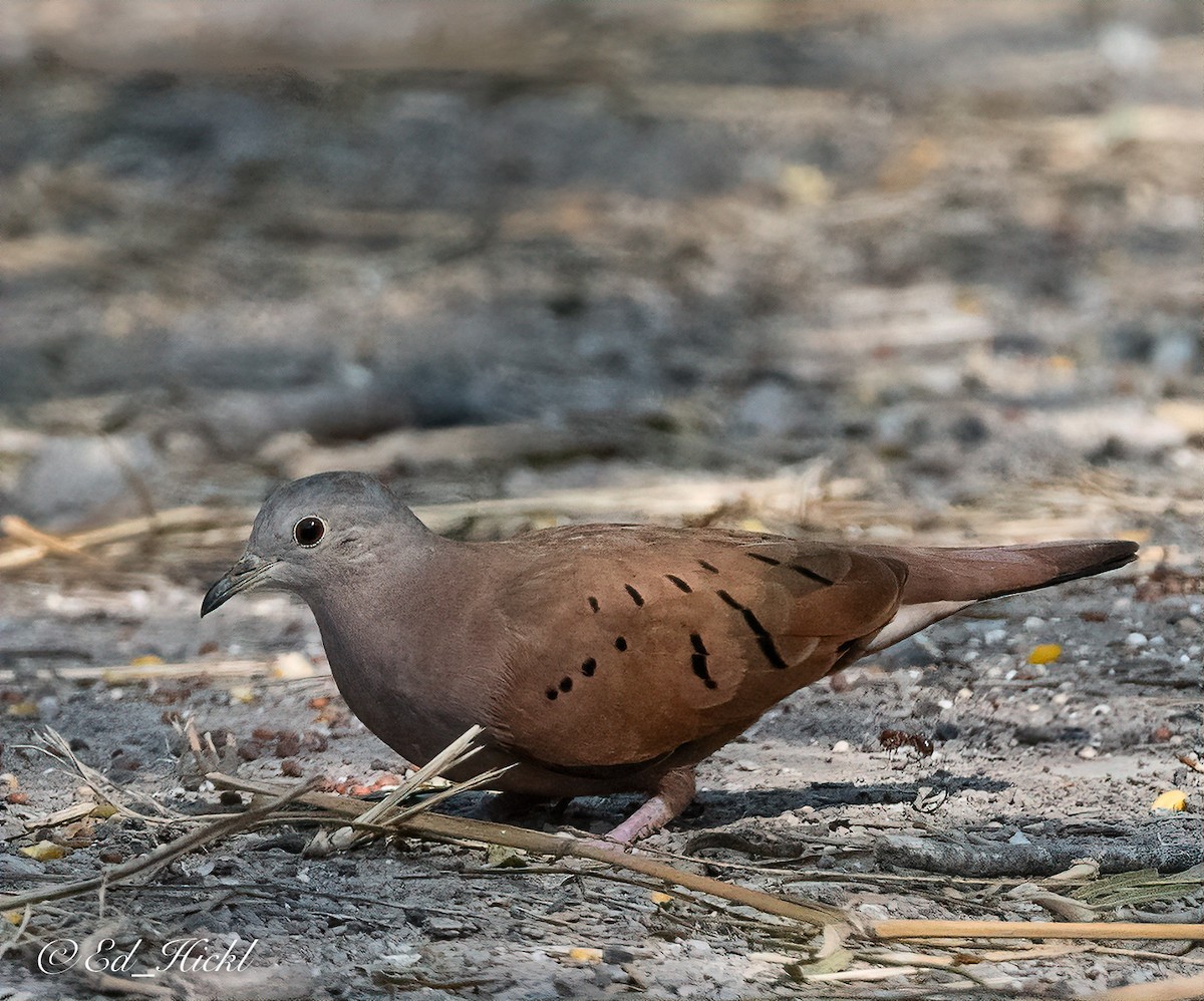 Ruddy Ground Dove - Ed Hickl