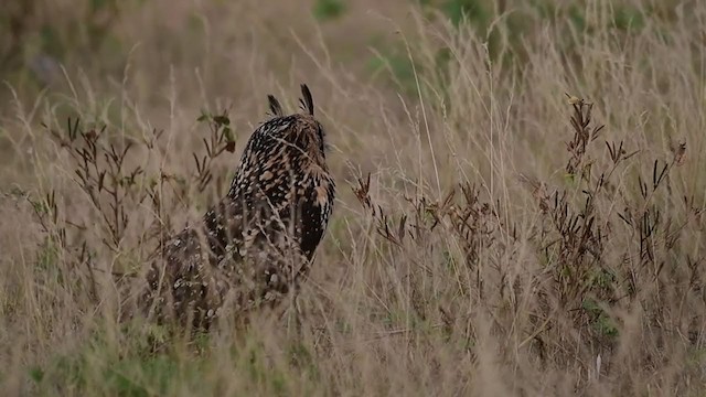 Rock Eagle-Owl - ML280877841