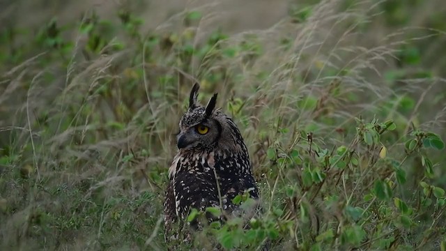 Rock Eagle-Owl - ML280878041