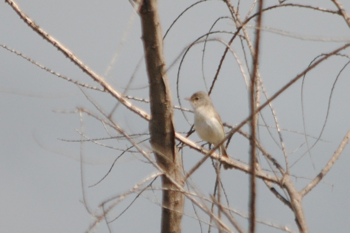 Bell's Vireo (Least) - ML28087961