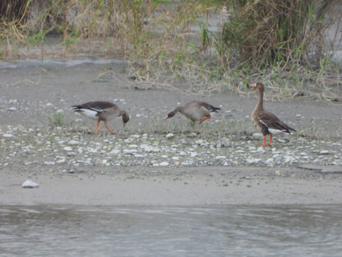 Greater White-fronted Goose - 勵強 施