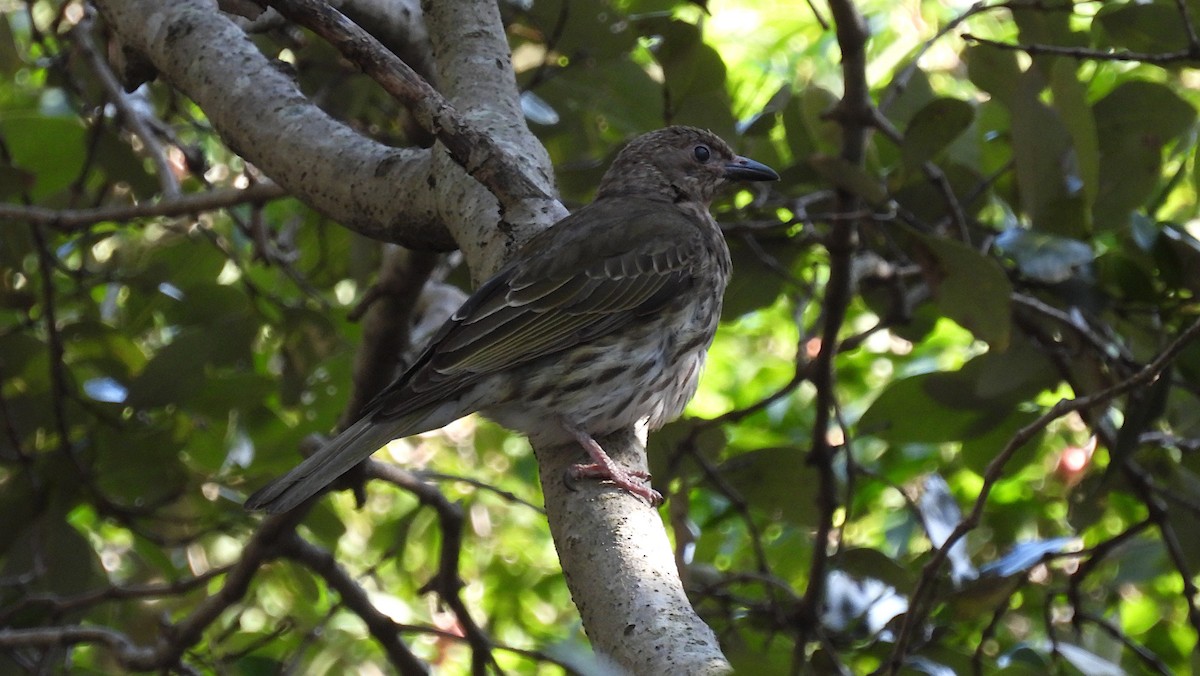 Australasian Figbird - ML280880701