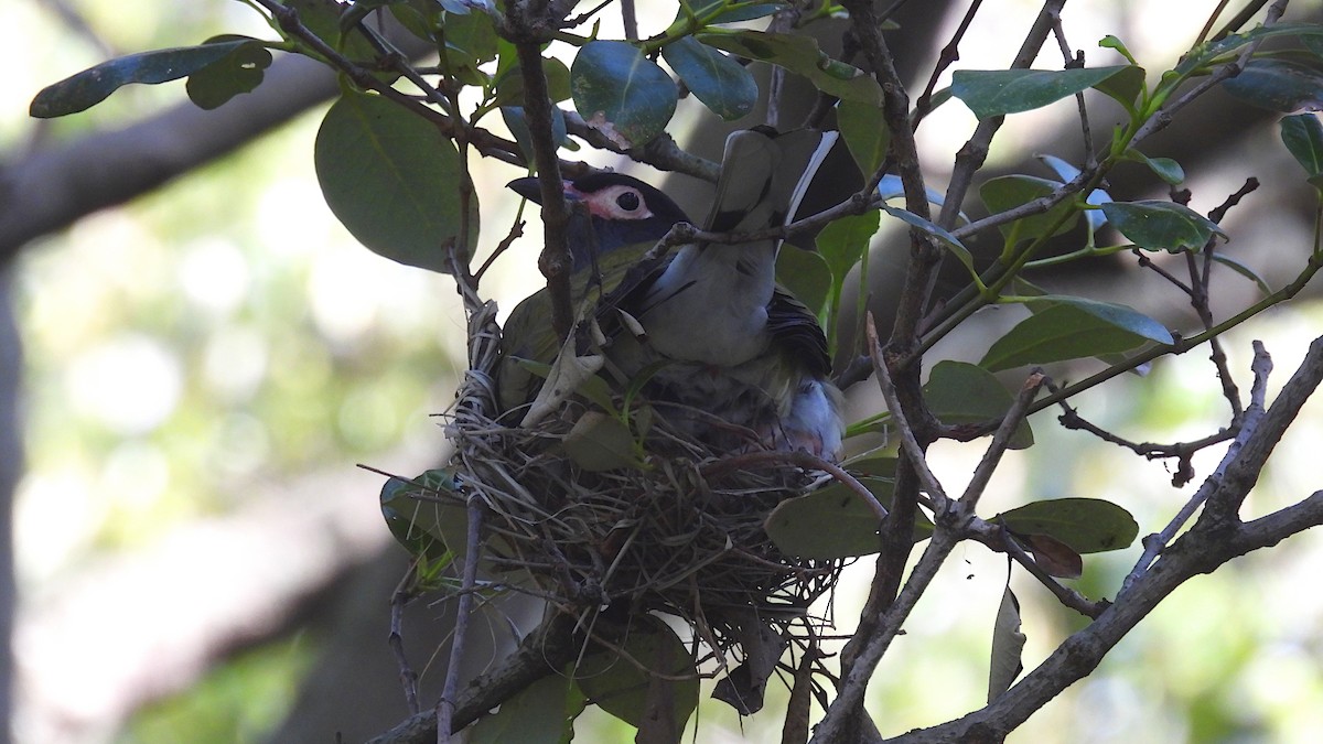 Australasian Figbird - ML280880911