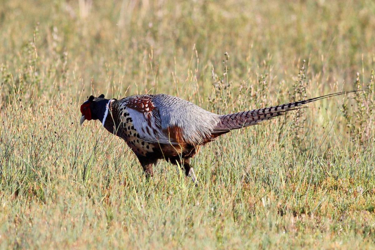 Ring-necked Pheasant - ML280885571