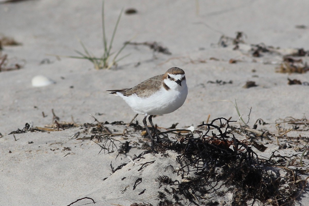 Red-capped Plover - ML280885621