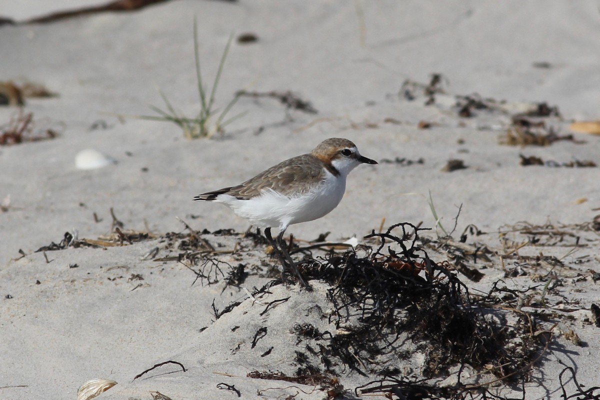 Red-capped Plover - ML280885631