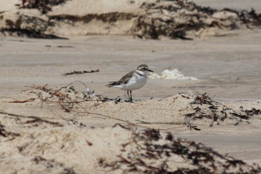 Double-banded Plover - ML280885661