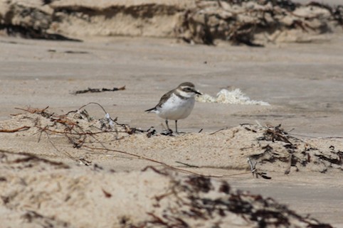 Double-banded Plover - ML280885671