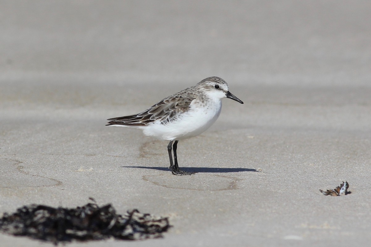 Red-necked Stint - ML280885711