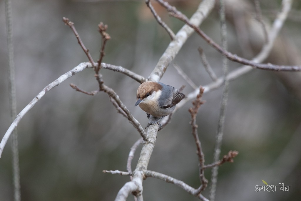 Brown-headed Nuthatch - ML280886031