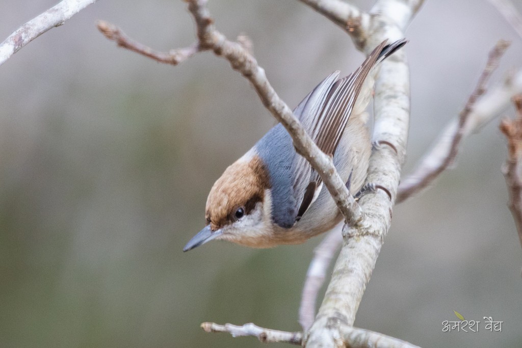 Brown-headed Nuthatch - ML280886051