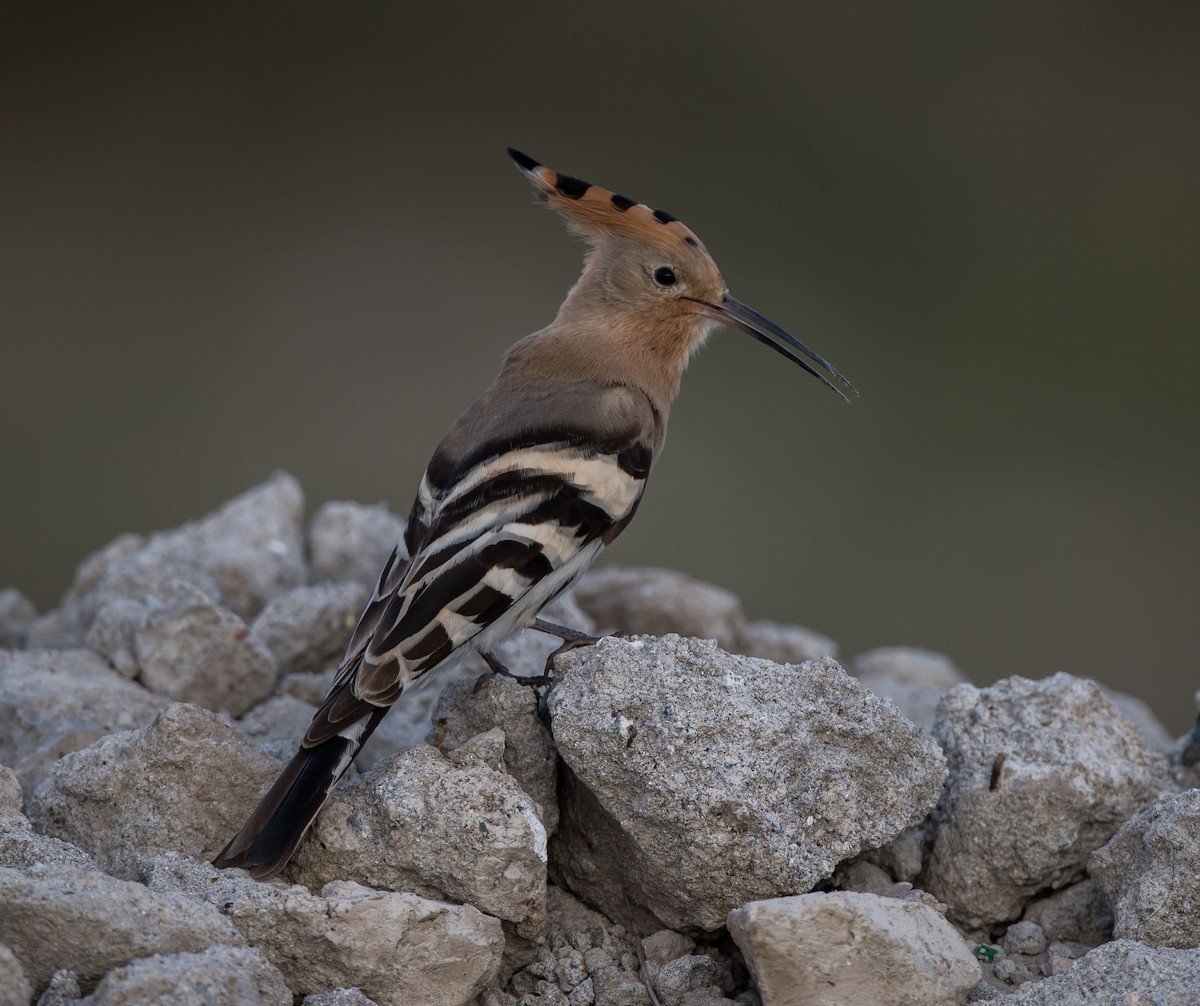 Eurasian Hoopoe - ML280887751