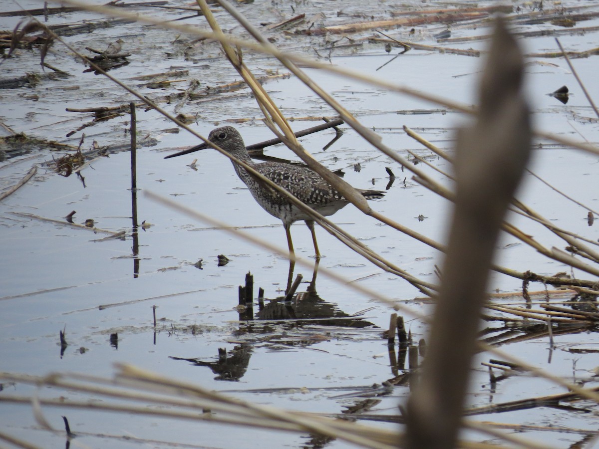 Greater Yellowlegs - ML28088921