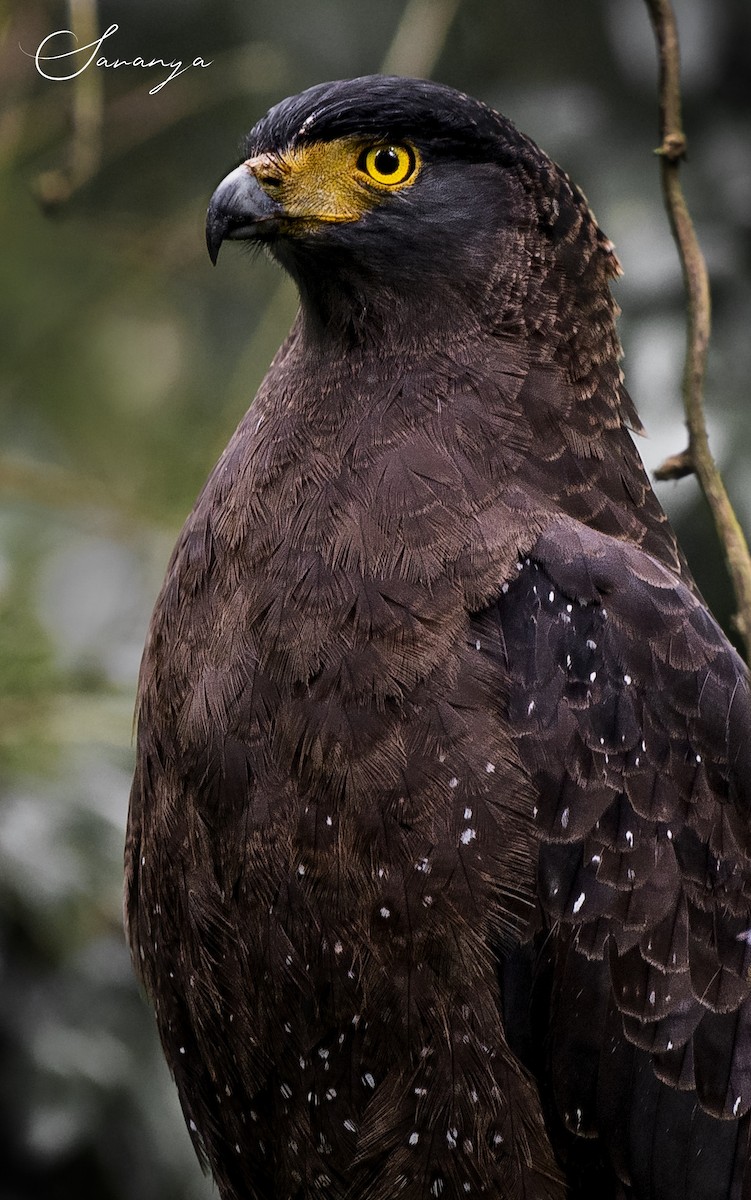 Crested Serpent-Eagle - ML280891601