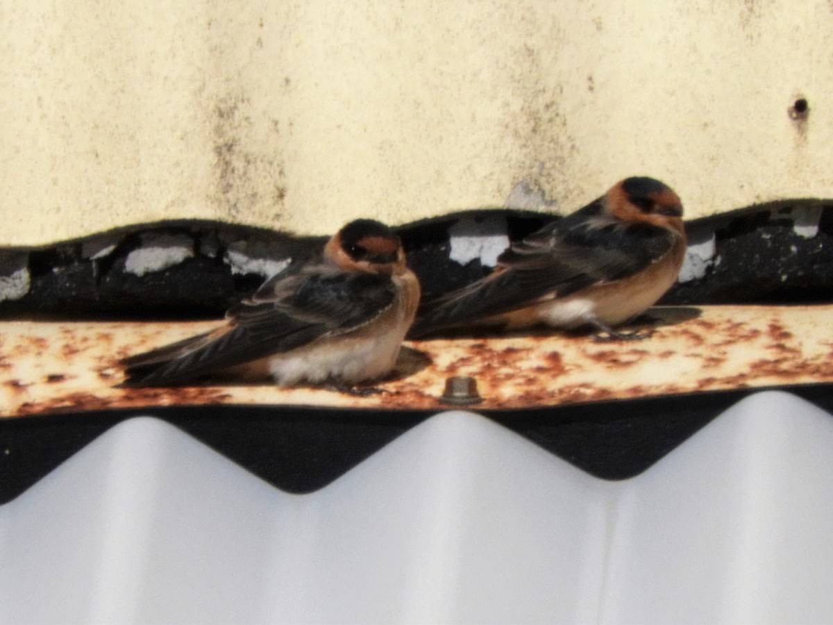 Cave Swallow - ML280892101