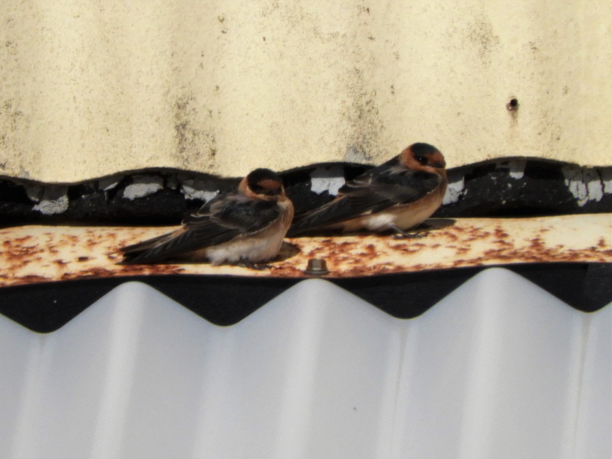 Cave Swallow - ML280892111