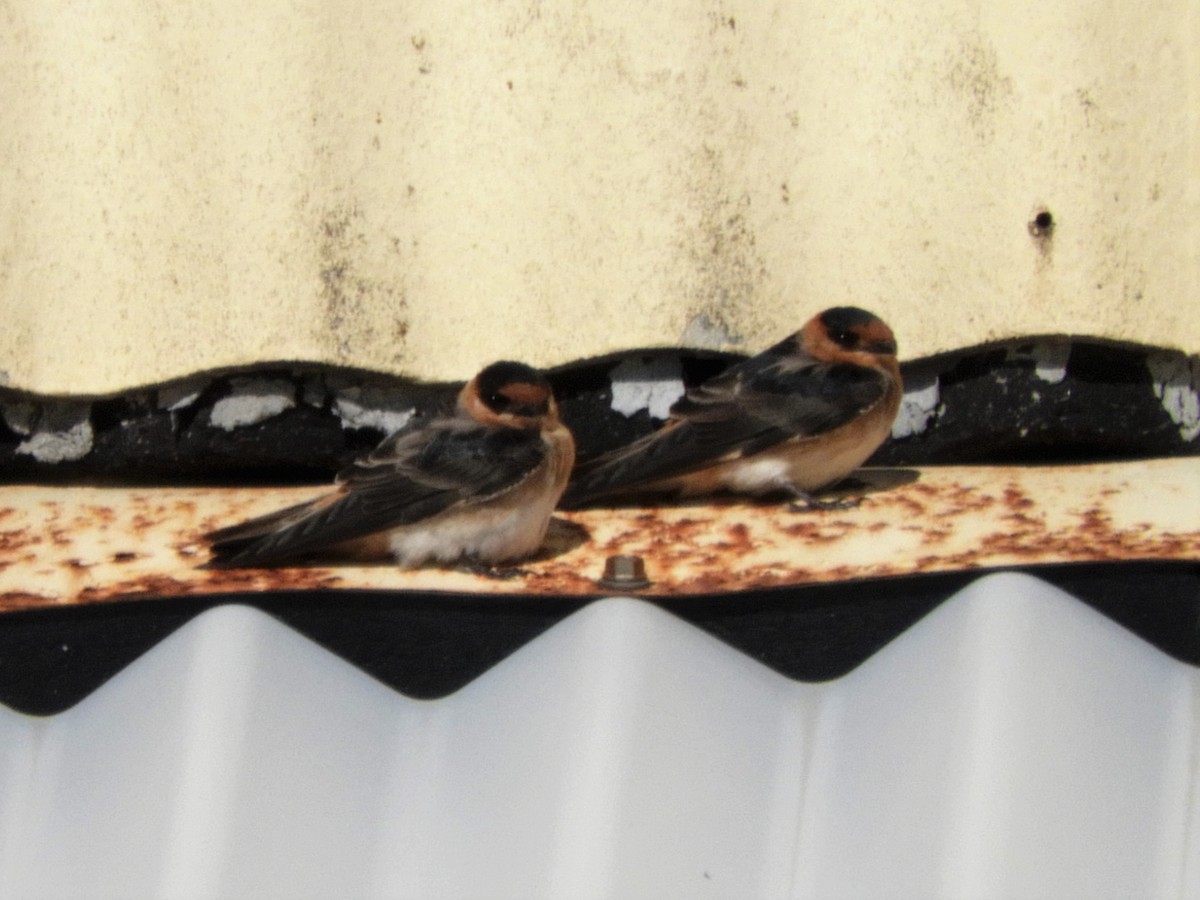 Cave Swallow - ML280892121