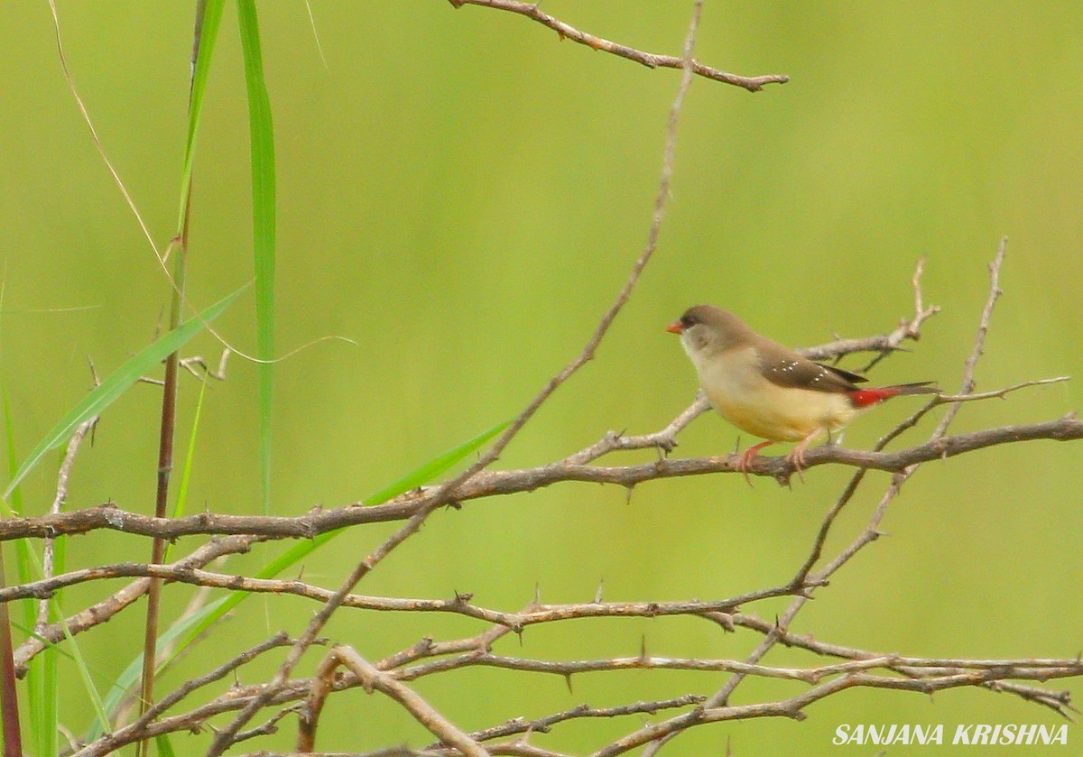 Red Avadavat - ML280892891