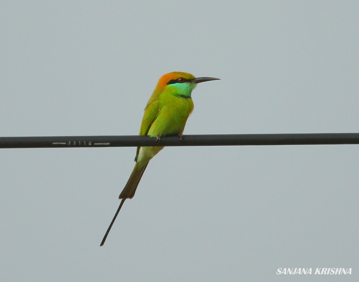 Asian Green Bee-eater - ML280893301