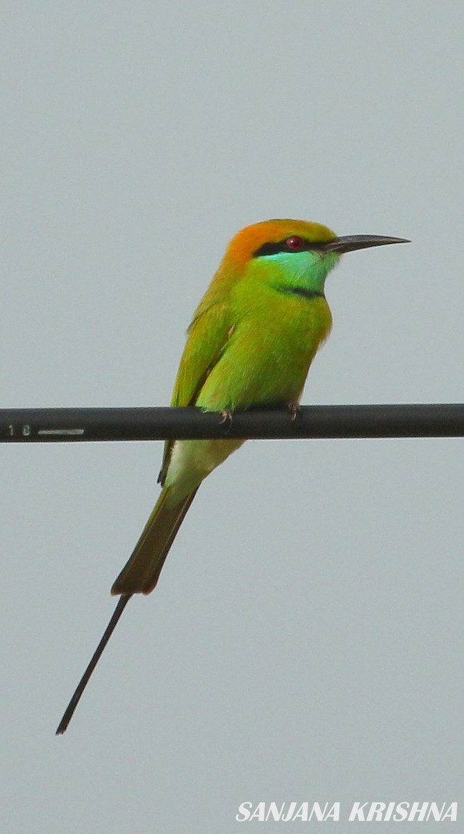 Asian Green Bee-eater - ML280893311
