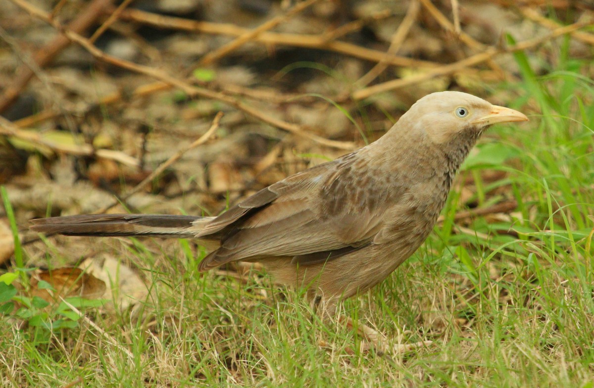 Yellow-billed Babbler - ML280893401