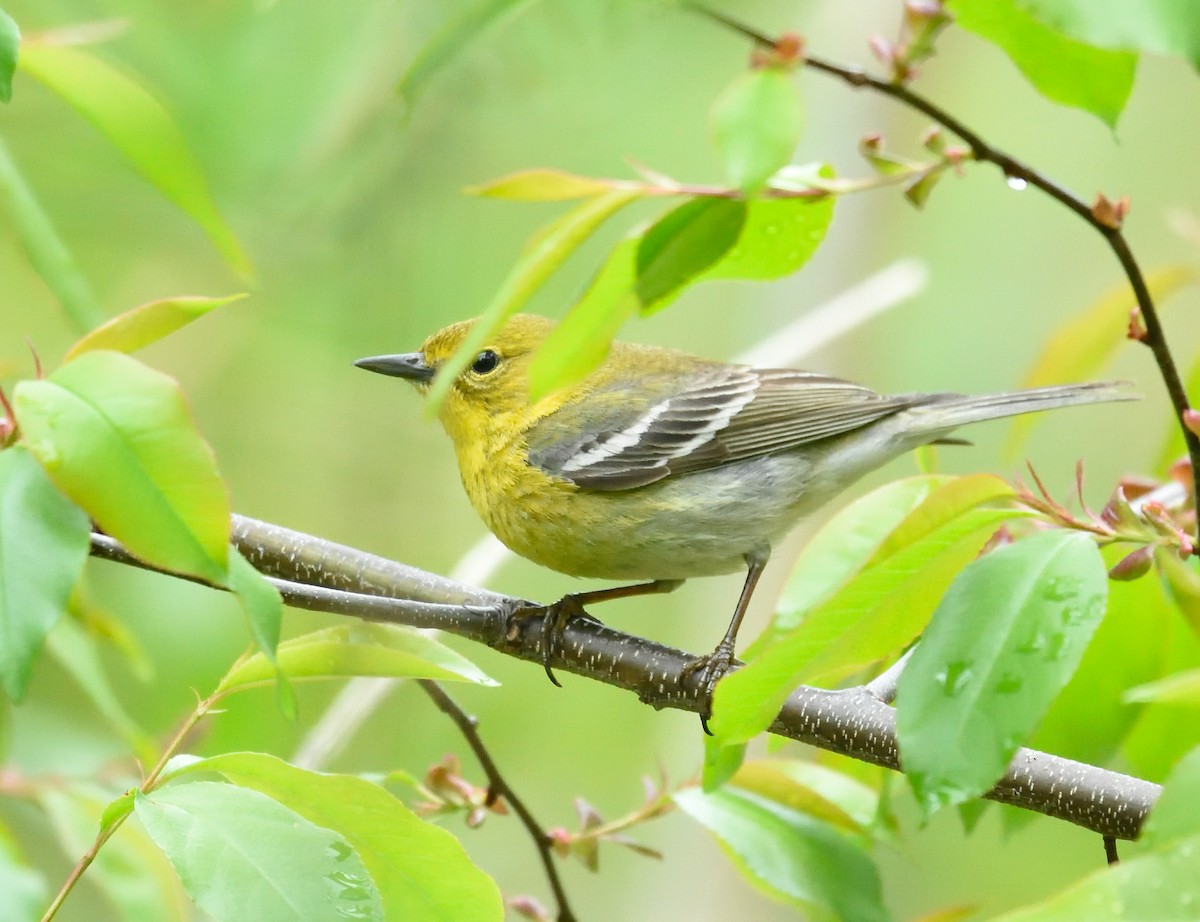 Pine Warbler - Cesar Castillo