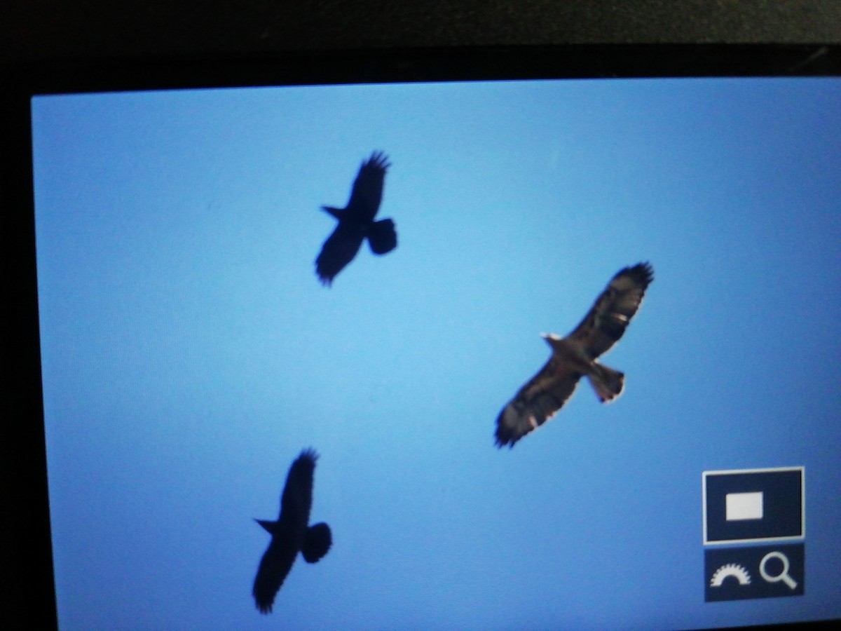 Bonelli's Eagle - ML280894291