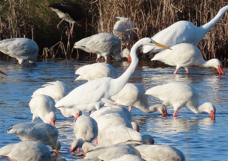 Great Egret - ML280894501